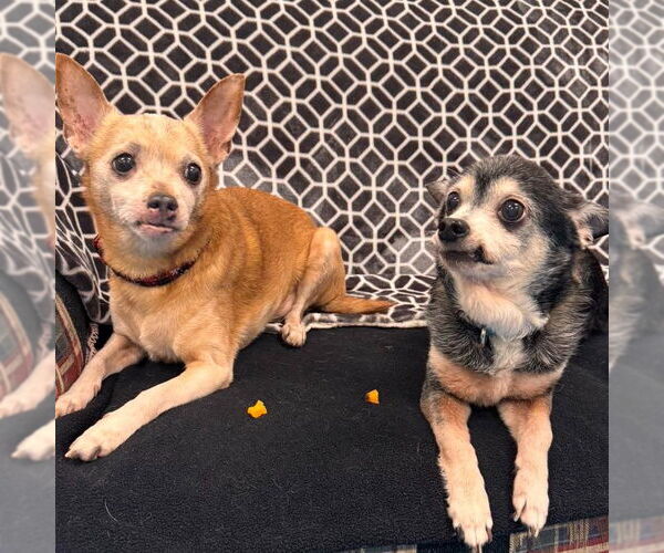 Medium Photo #1 Chihuahua Puppy For Sale in Muskegon, MI, USA