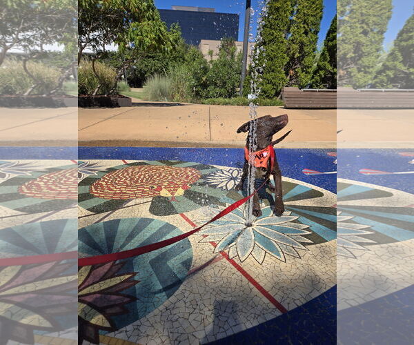 Medium Photo #3 Mutt Puppy For Sale in Jackson, MS, USA