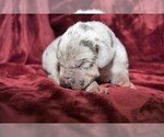 Small Photo #2 Great Dane Puppy For Sale in BRYAN, OH, USA