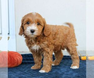 Goldendoodle (Miniature) Puppy for sale in LEOLA, PA, USA