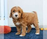 Image preview for Ad Listing. Nickname: Molly