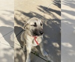 Small #7 Kangal Dog