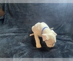Small Photo #6 Dogo Argentino Puppy For Sale in EDMOND, OK, USA