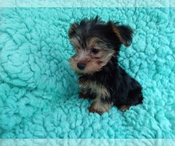 Medium Photo #2 Yorkshire Terrier Puppy For Sale in LAUREL, MS, USA