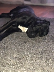 Mother of the Cane Corso puppies born on 08/23/2018