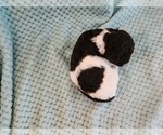 Small Photo #37 Poodle (Standard) Puppy For Sale in CLAYTON, WA, USA