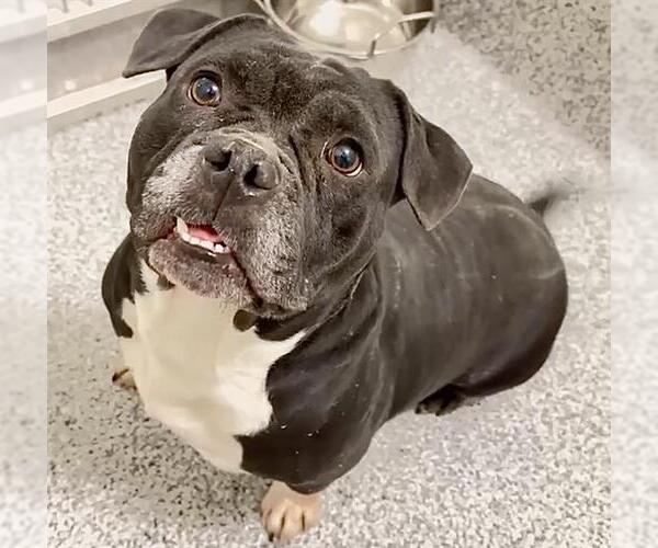 Medium Photo #3 Bull-Boxer Puppy For Sale in Houston, TX, USA