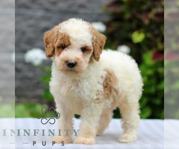 Medium Photo #3 Poodle (Miniature) Puppy For Sale in LEOLA, PA, USA