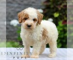 Small #2 Poodle (Miniature)