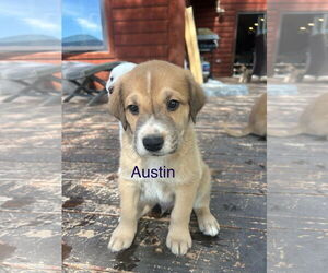 Great Pyrenees-Unknown Mix Dogs for adoption in Winter Park, CO, USA