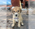 Small Great Pyrenees Mix