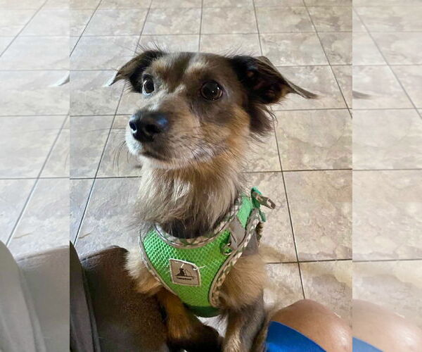 Medium Photo #3 Mutt Puppy For Sale in Oakhurst, NJ, USA