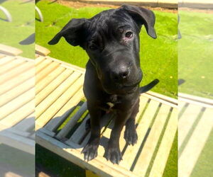 Mutt Dogs for adoption in Fallbrook, CA, USA