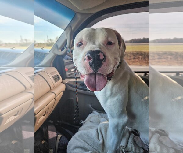 Medium Photo #5 American Bulldog-Unknown Mix Puppy For Sale in Spotsylvania, VA, USA