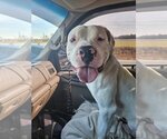 Small Photo #5 American Bulldog-Unknown Mix Puppy For Sale in Spotsylvania, VA, USA