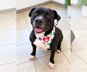 Mutt Dogs for adoption in Euless, TX, USA