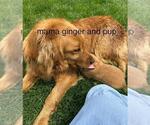 Small #20 Golden Retriever