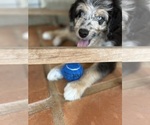 Small Photo #6 Aussiedoodle Puppy For Sale in LONGWOOD, FL, USA