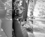 Small #5 Bullypit