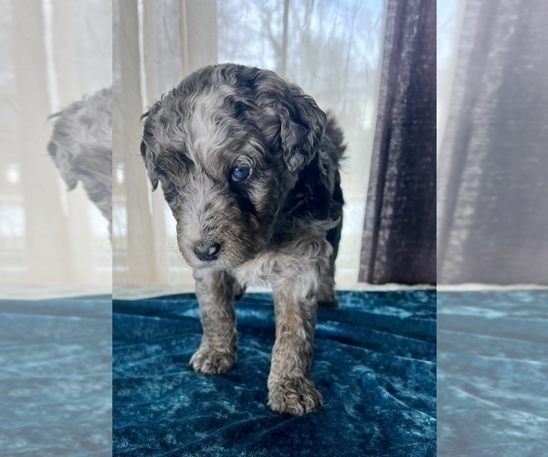 Full screen Photo #4 Miniature Australian Shepherd-Miniature Bernedoodle Mix Puppy For Sale in BLUE SPRINGS, MO, USA