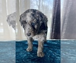 Small Photo #4 Miniature Australian Shepherd-Miniature Bernedoodle Mix Puppy For Sale in BLUE SPRINGS, MO, USA