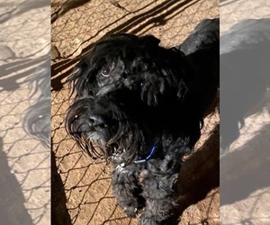 Aussiedoodle Puppy for sale in SCOTTSDALE, AZ, USA