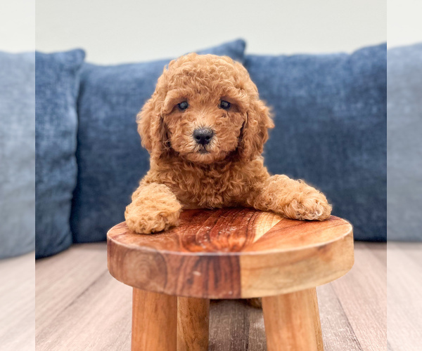 Medium Photo #2 Miniature Labradoodle Puppy For Sale in MILLERSBURG, OH, USA