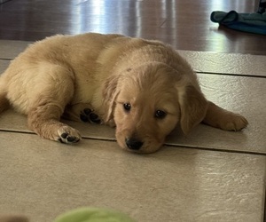 Golden Retriever Puppy for sale in ANTIOCH, CA, USA