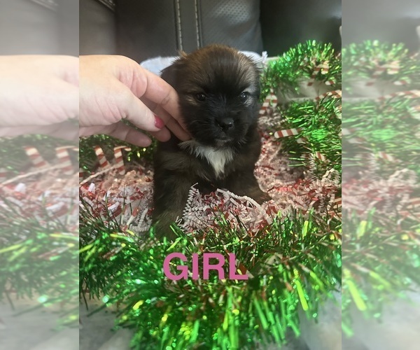 Medium Photo #2 Pomeranian Puppy For Sale in PLAINFIELD, IL, USA