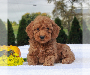 Poodle (Miniature) Puppy for sale in GAP, PA, USA