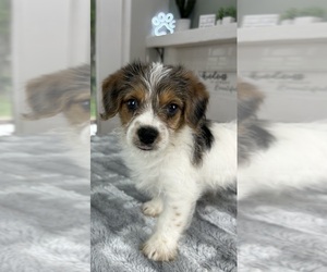 YorkiePoo Puppy for sale in INDIANAPOLIS, IN, USA