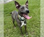 Small #1 Labrador Retriever Mix
