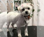Small #1 Maltese Mix