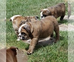 Small Photo #5 Bulldog Puppy For Sale in NORCO, CA, USA
