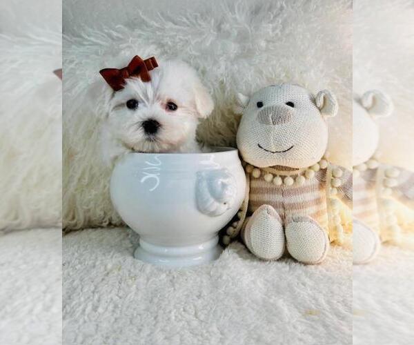 Medium Photo #2 Maltese Puppy For Sale in NAPLES, FL, USA