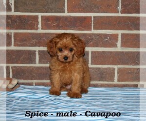 Cavapoo Puppy for sale in CLARKRANGE, TN, USA