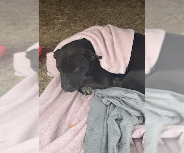 Medium Photo #1 Labrador Retriever-Unknown Mix Puppy For Sale in San Antonio, TX, USA