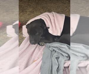 Labrador Retriever-Unknown Mix Dogs for adoption in San Antonio, TX, USA