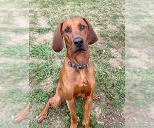 Rhodesian Ridgeback Dogs for adoption in Lee's Summit, MO, USA