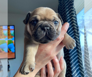 French Bulldog Puppy for sale in CENTRAL POINT, OR, USA