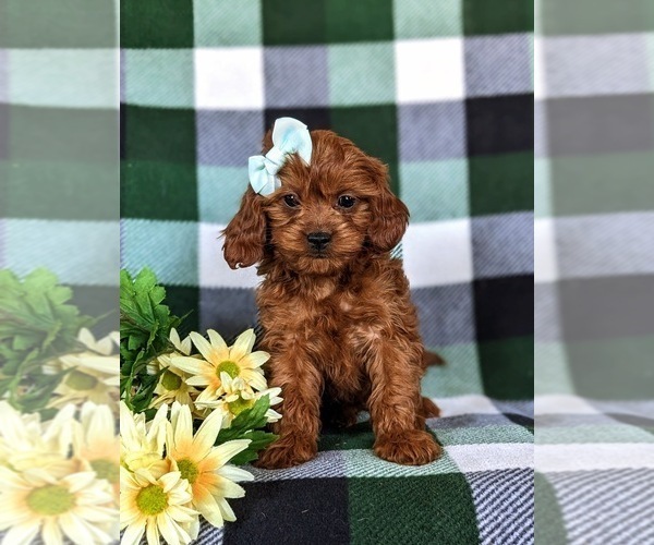Medium Photo #7 Cavapoo Puppy For Sale in CHRISTIANA, PA, USA