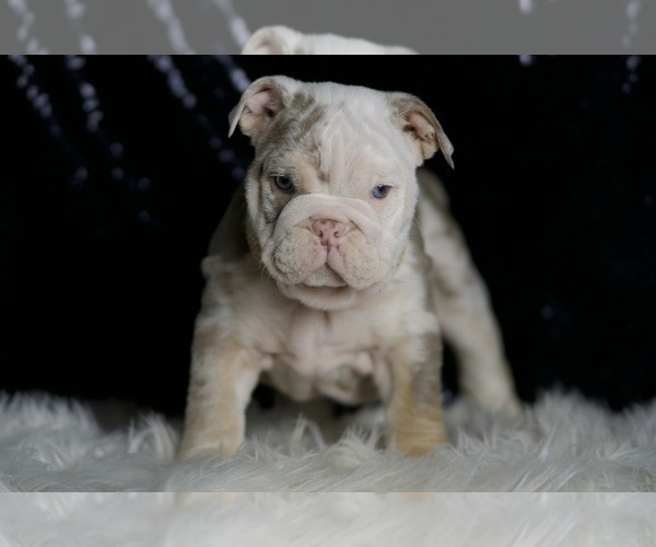 Medium Photo #3 English Bulldog Puppy For Sale in WARSAW, IN, USA