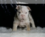 Small #2 English Bulldog
