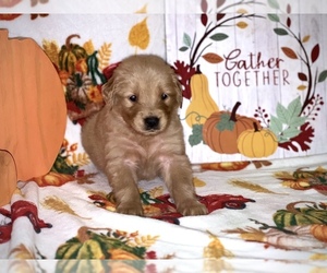Golden Retriever Dog for Adoption in WARWICK, Rhode Island USA