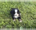 Small #4 Bernese Mountain Dog