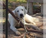 Small #3 Great Pyrenees