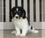 Small Photo #1 Cavapoo Puppy For Sale in FREDERICKSBURG, OH, USA