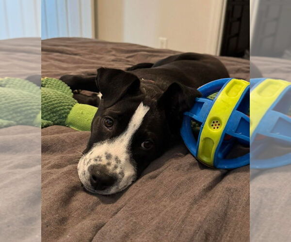 Medium Photo #3 Boxer Puppy For Sale in Foristell, MO, USA