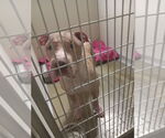 Small #1 American Staffordshire Terrier