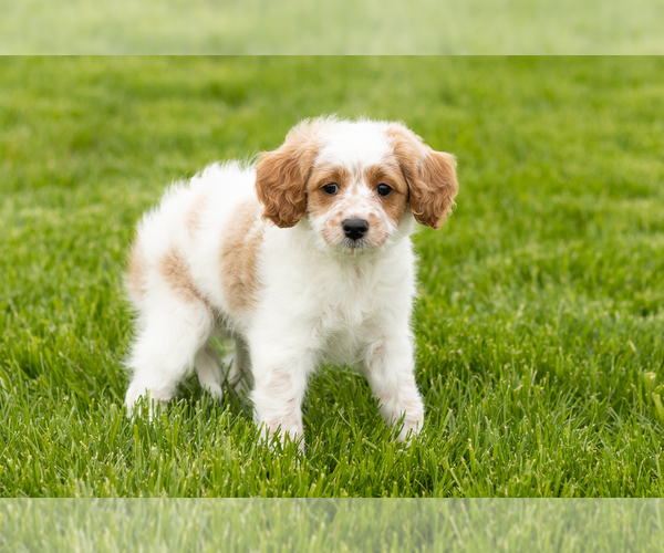 Medium Photo #3 Goldendoodle (Miniature) Puppy For Sale in WOLCOTTVILLE, IN, USA